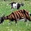 StripedGoat